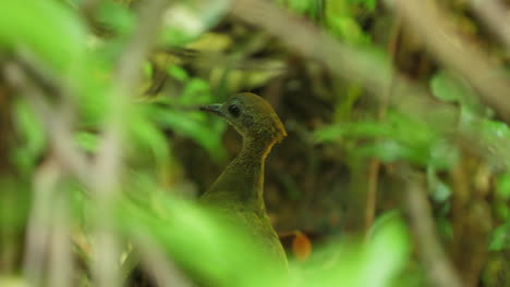 Wildes-Großes-Tinamou-(Tinamus-Major)-Im-Amazonas-Regenwald-Guayana.-Bodenvogel